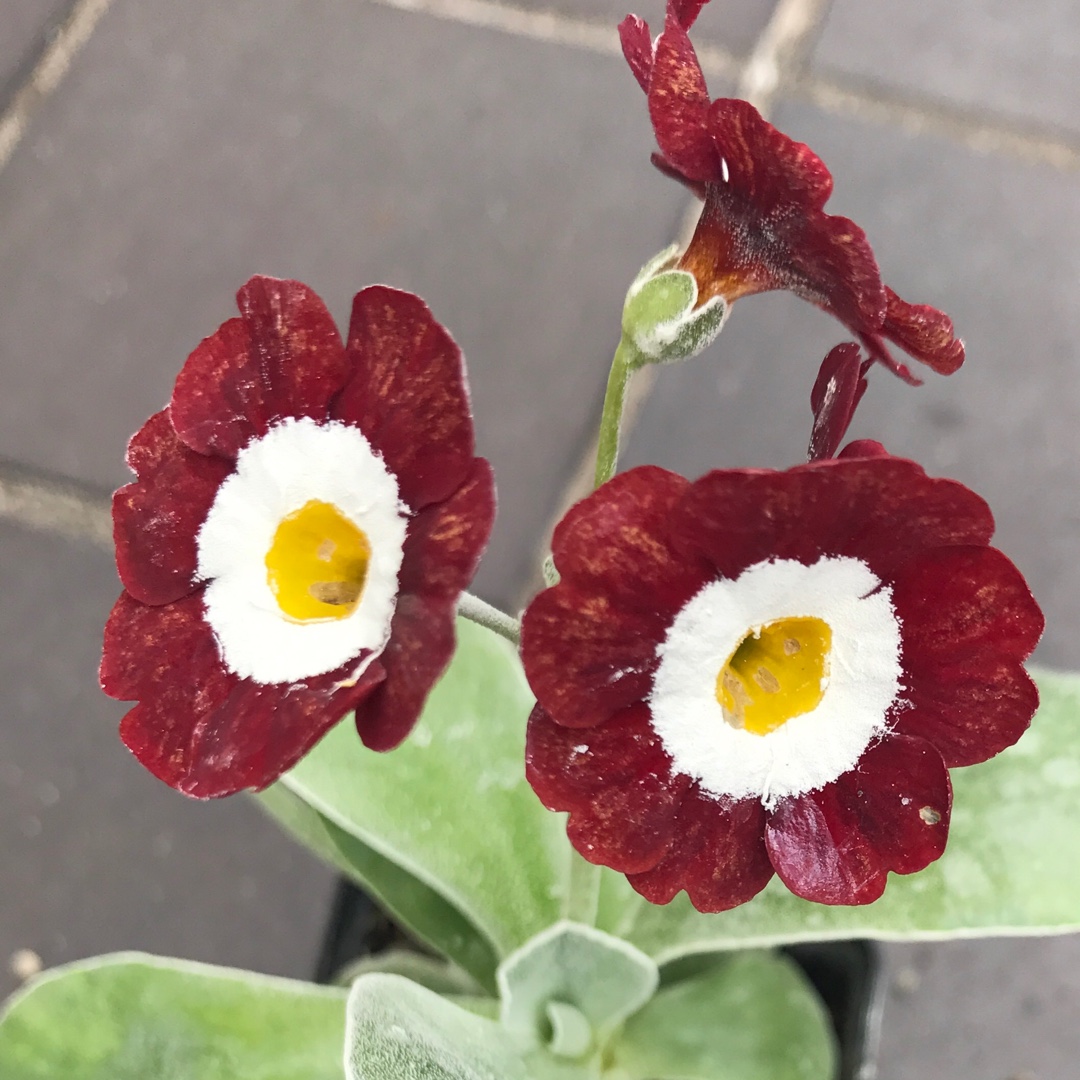 Primula Auricula Mojave in the GardenTags plant encyclopedia Auricula Mojave in the GardenTags plant encyclopedia