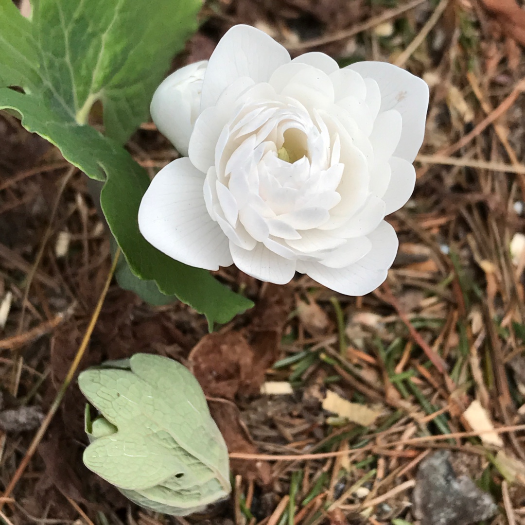 Sanguinaria canadensis f. multiplex in the GardenTags plant encyclopedia Double Bloodroot in the GardenTags plant encyclopedia