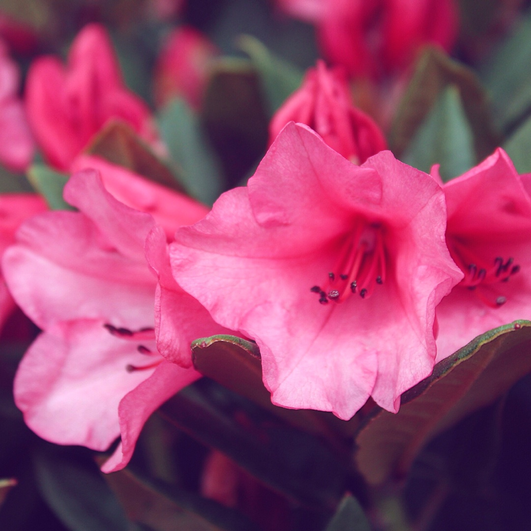 Rhododendron yakushimanum Winsome in the GardenTags plant encyclopedia Rhododendron Winsome in the GardenTags plant encyclopedia