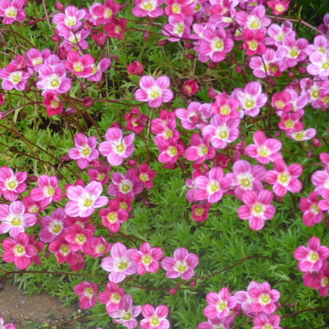 Saxifraga umbrosa Elliots Variety in the GardenTags plant encyclopedia Saxifrage Elliots Variety in the GardenTags plant encyclopedia