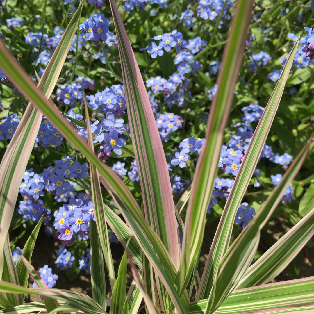 Silver Grass Cosmopolitan in the GardenTags plant encyclopedia