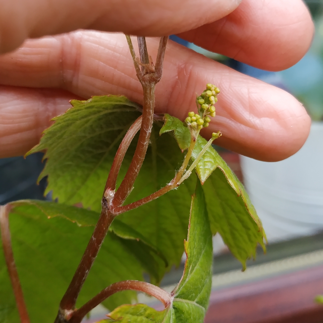 Vitis vinifera Muscat de Hamburg in the GardenTags plant encyclopedia Grape Vine Black Hamburg in the GardenTags plant encyclopedia