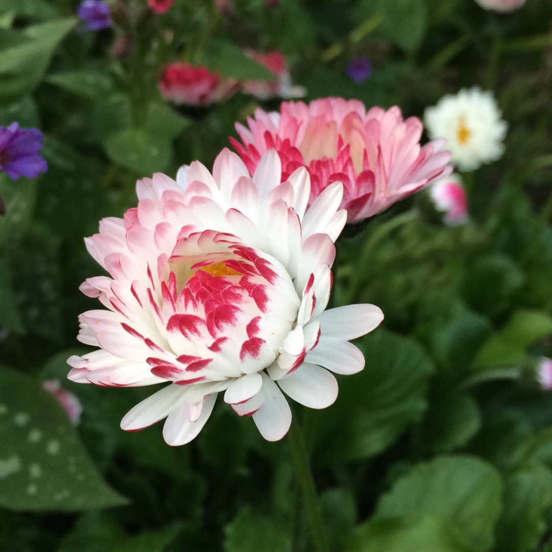 Bellis perennis Goliath Mixed in the GardenTags plant encyclopedia Daisy Goliath Mixed in the GardenTags plant encyclopedia