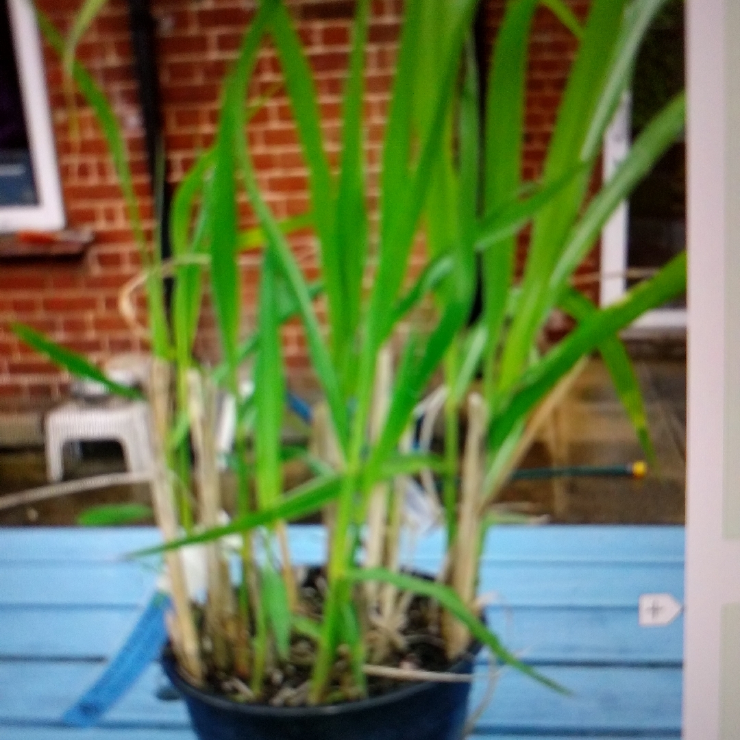 Miscanthus sacchariflorus in the GardenTags plant encyclopedia Amur Silver Grass in the GardenTags plant encyclopedia