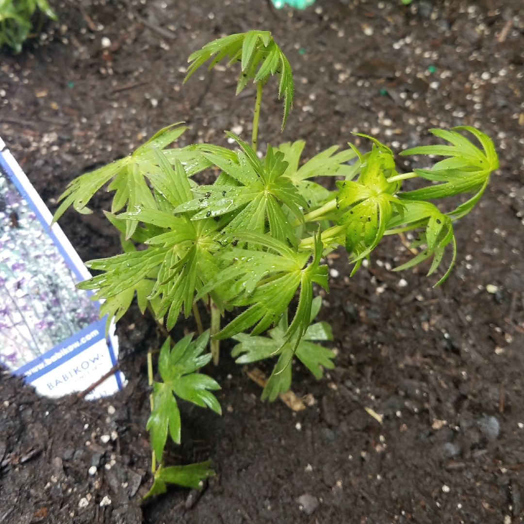Delphinium exaltatum in the GardenTags plant encyclopedia Tall Larkspur in the GardenTags plant encyclopedia