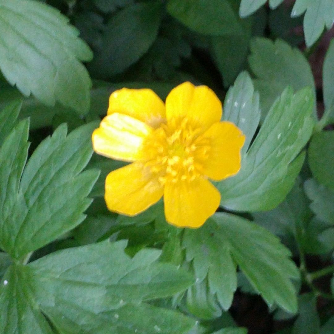 Anemone ranunculoides in the GardenTags plant encyclopedia Yellow Woodland Anemone in the GardenTags plant encyclopedia