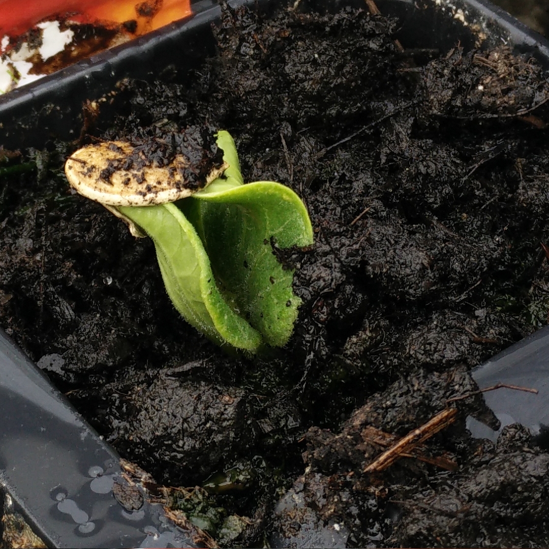 Cucurbita maxima Hundredweight in the GardenTags plant encyclopedia Pumpkin Hundredweight in the GardenTags plant encyclopedia