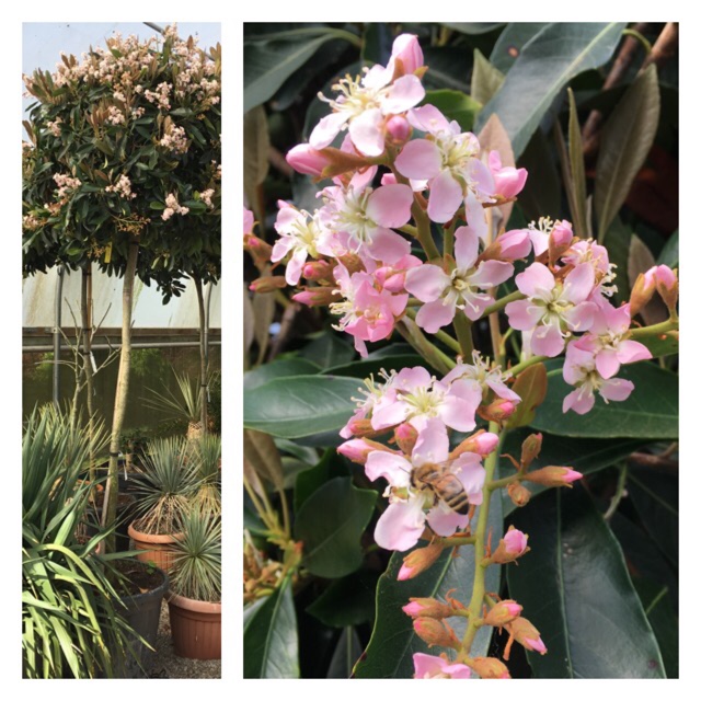 Loquat in the GardenTags plant encyclopedia