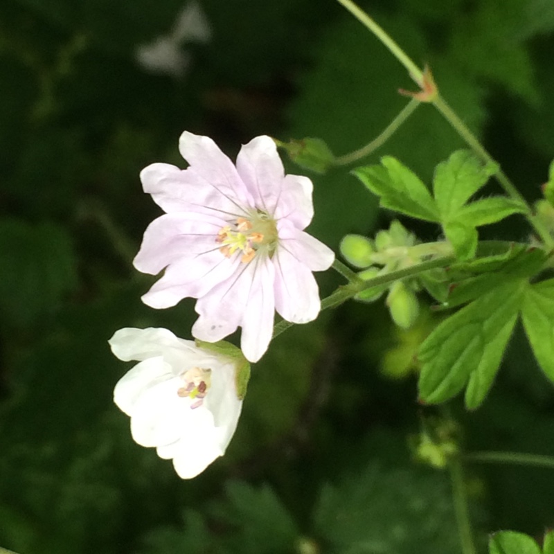 Geranium pyrenaicum Alba in the GardenTags plant encyclopedia Hedgerow Cranesbill in the GardenTags plant encyclopedia