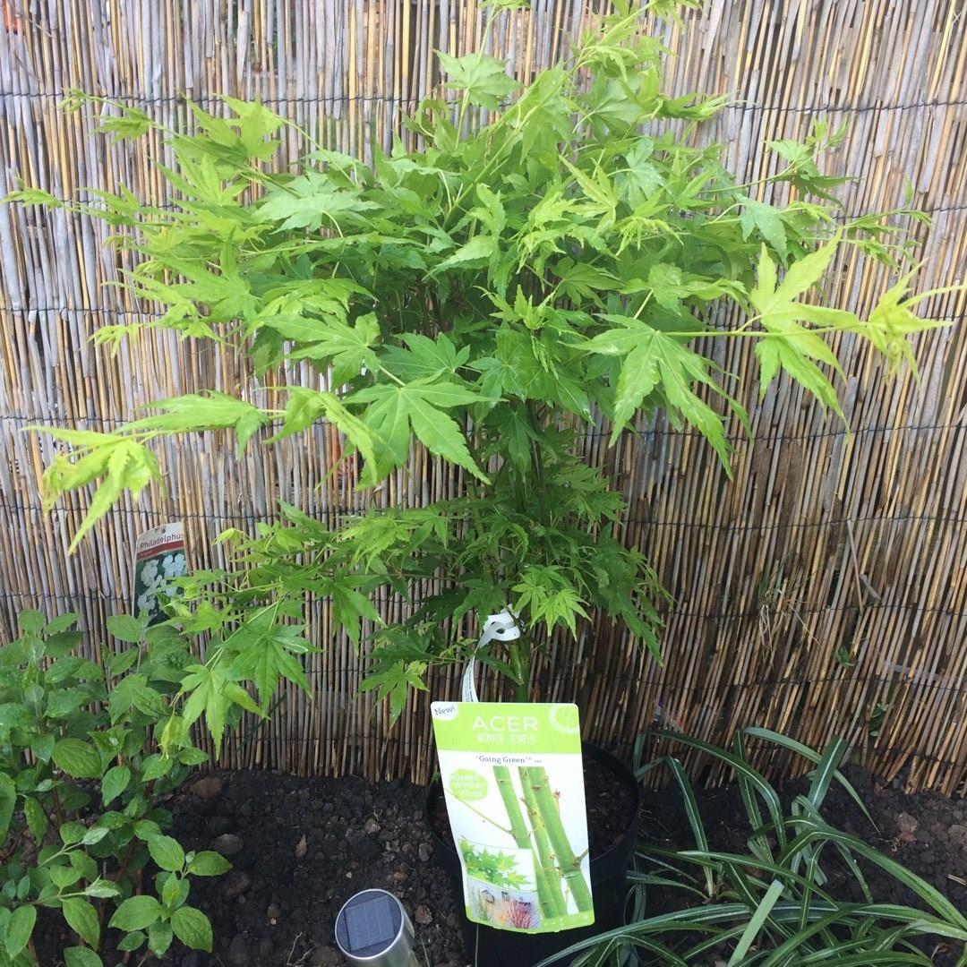 Japanese Maple Going Green in the GardenTags plant encyclopedia