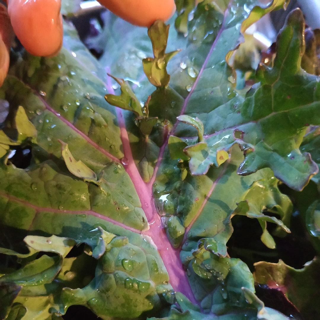 Brassica napus Red Russian in the GardenTags plant encyclopedia Siberian Kale Red Russian in the GardenTags plant encyclopedia