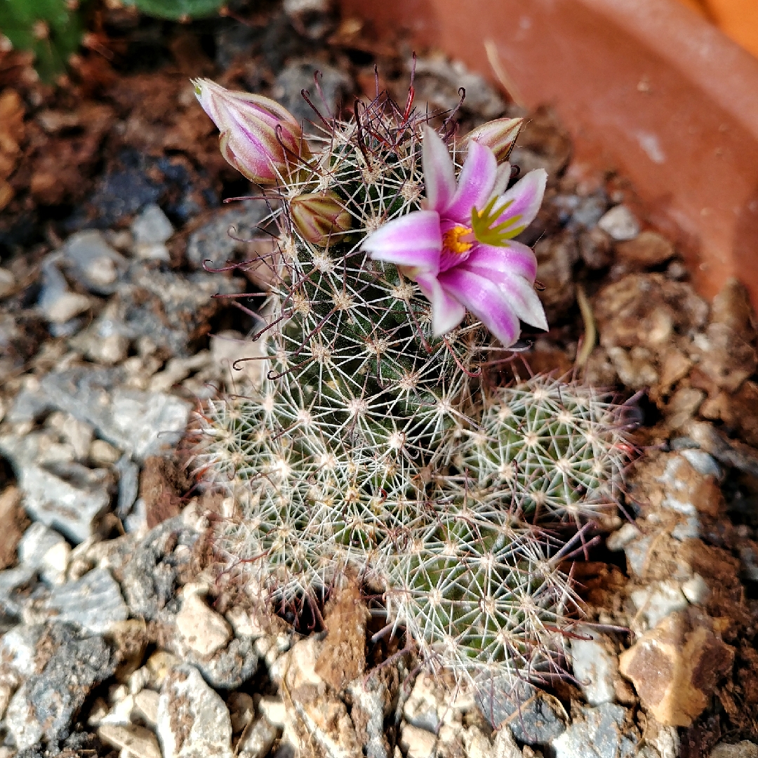 Mammillaria dioica in the GardenTags plant encyclopedia Strawberry Cactus in the GardenTags plant encyclopedia