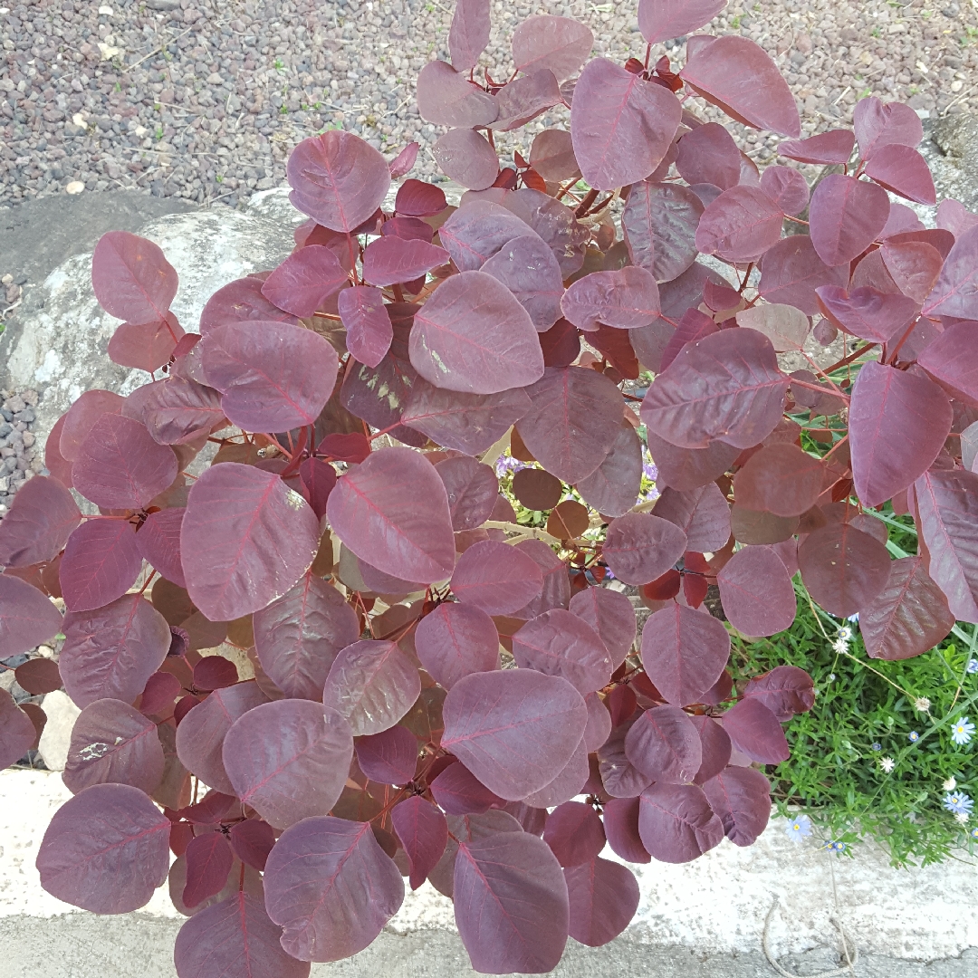 Euphorbia cotinifolia in the GardenTags plant encyclopedia Smoketree Spurge in the GardenTags plant encyclopedia