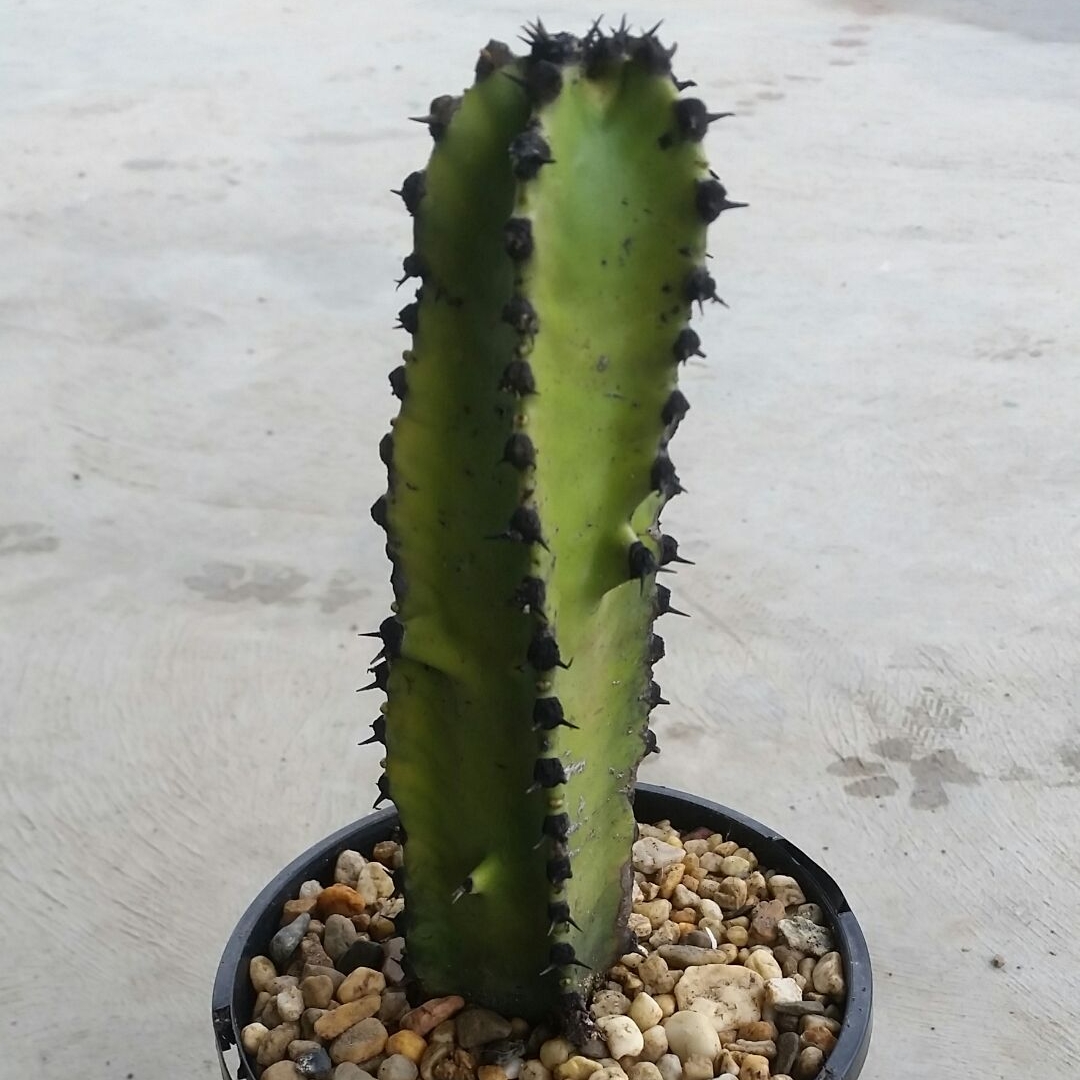 Euphorbia Canariensis in the GardenTags plant encyclopedia Canary Island spurge in the GardenTags plant encyclopedia