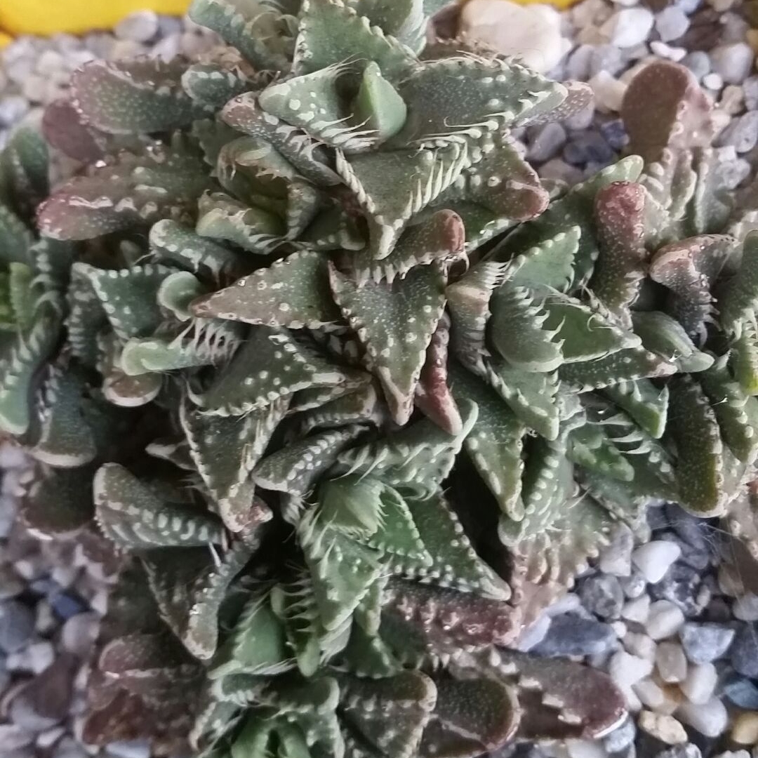 Faucaria Albidens in the GardenTags plant encyclopedia Faucaria Albidens in the GardenTags plant encyclopedia