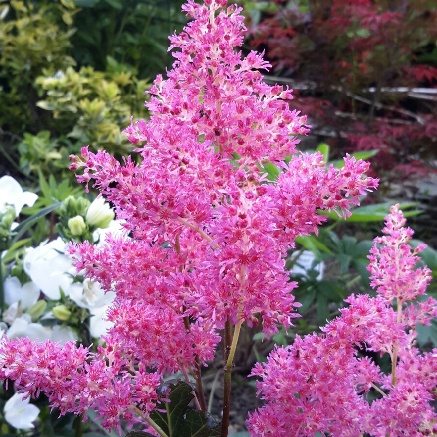 Astilbe japonica Rhineland in the GardenTags plant encyclopedia False goatsbeard Rhineland in the GardenTags plant encyclopedia