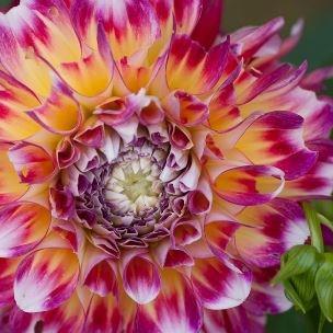 Dahlia Hawaii in the GardenTags plant encyclopedia Dahlia Hawaii in the GardenTags plant encyclopedia