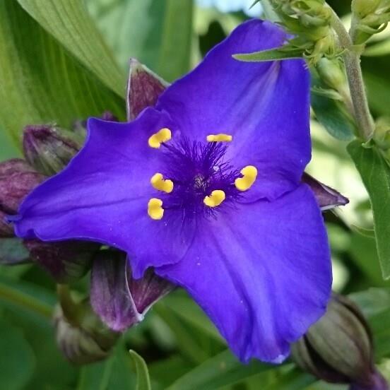 Tradescantia (Andersoniana Group) Sweet Kate in the GardenTags plant encyclopedia Spiderwort Sweet Kate in the GardenTags plant encyclopedia