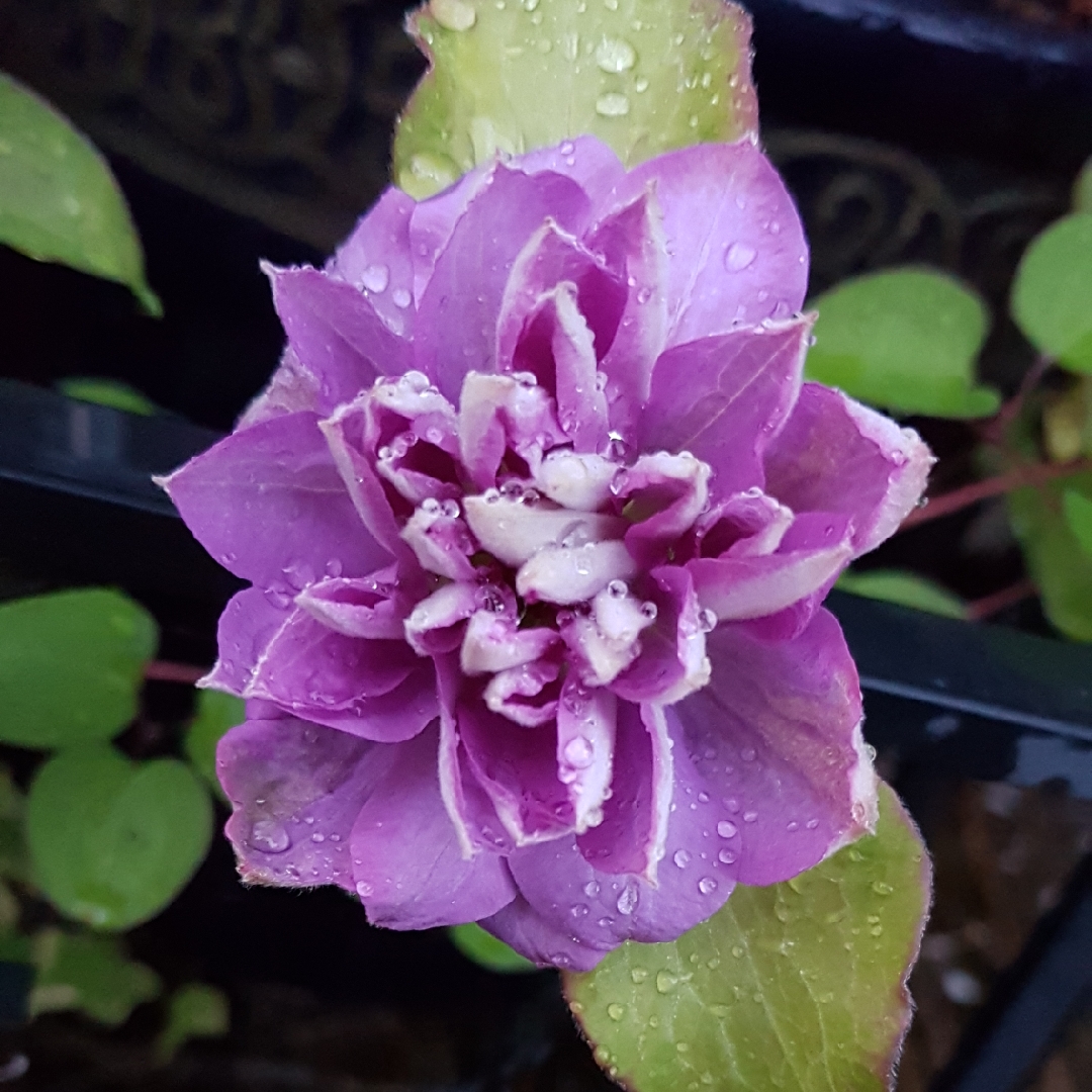 Clematis Princess Charlotte in the GardenTags plant encyclopedia Clematis Princess Charlotte in the GardenTags plant encyclopedia