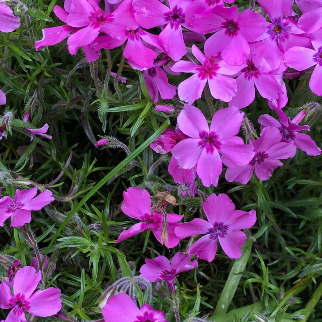 Phlox subulata Atropurpurea in the GardenTags plant encyclopedia Moss Phlox Atropurpurea in the GardenTags plant encyclopedia