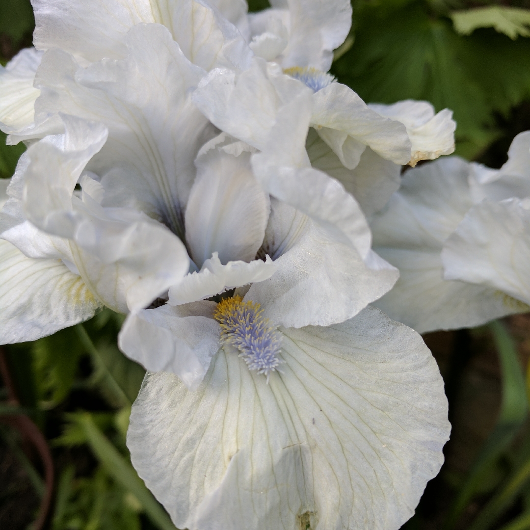 Iris x germanica Loves Tune in the GardenTags plant encyclopedia Bearded Iris Loves Tune (Intermediate) in the GardenTags plant encyclopedia