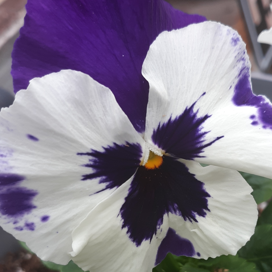Viola Cornuta sorbet XP White Blotch in the GardenTags plant encyclopedia Horned Pansy White Blotch in the GardenTags plant encyclopedia