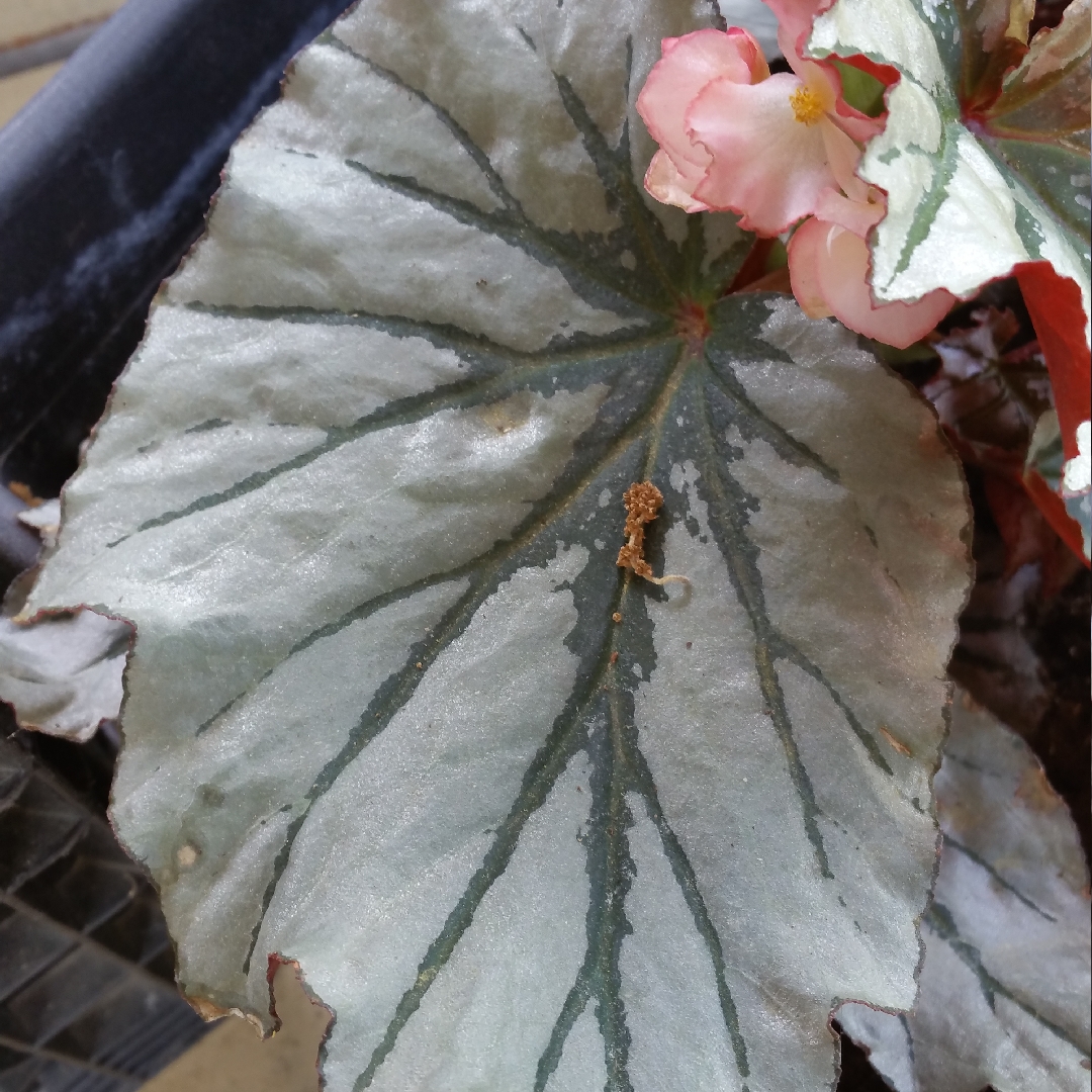 Begonia Looking Glass in the GardenTags plant encyclopedia Looking Glass Begonia in the GardenTags plant encyclopedia