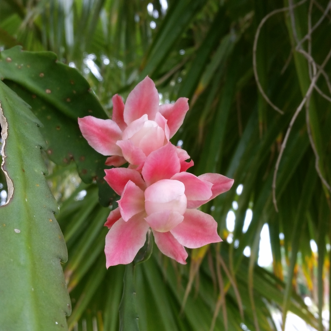 Disocactus phyllanthoides Deutsche Kaiserine/German Empress in the GardenTags plant encyclopedia