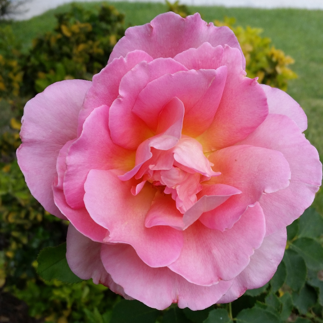 Rosa Cherish syn. Rosa Jacsal in the GardenTags plant encyclopedia Rose Cherish in the GardenTags plant encyclopedia