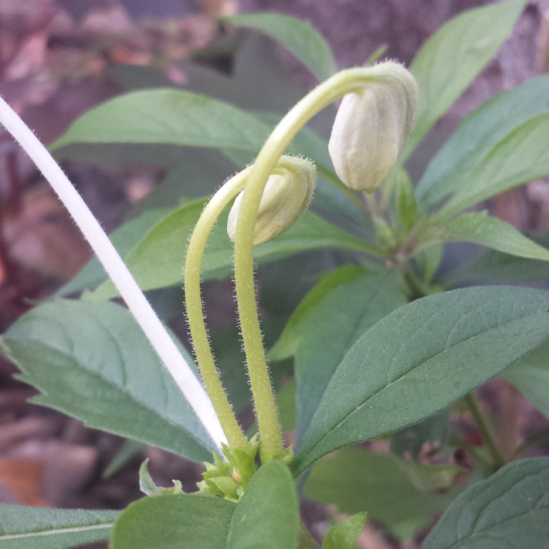Clerodendrum incisum Macrosiphon in the GardenTags plant encyclopedia Musical Note Plant in the GardenTags plant encyclopedia