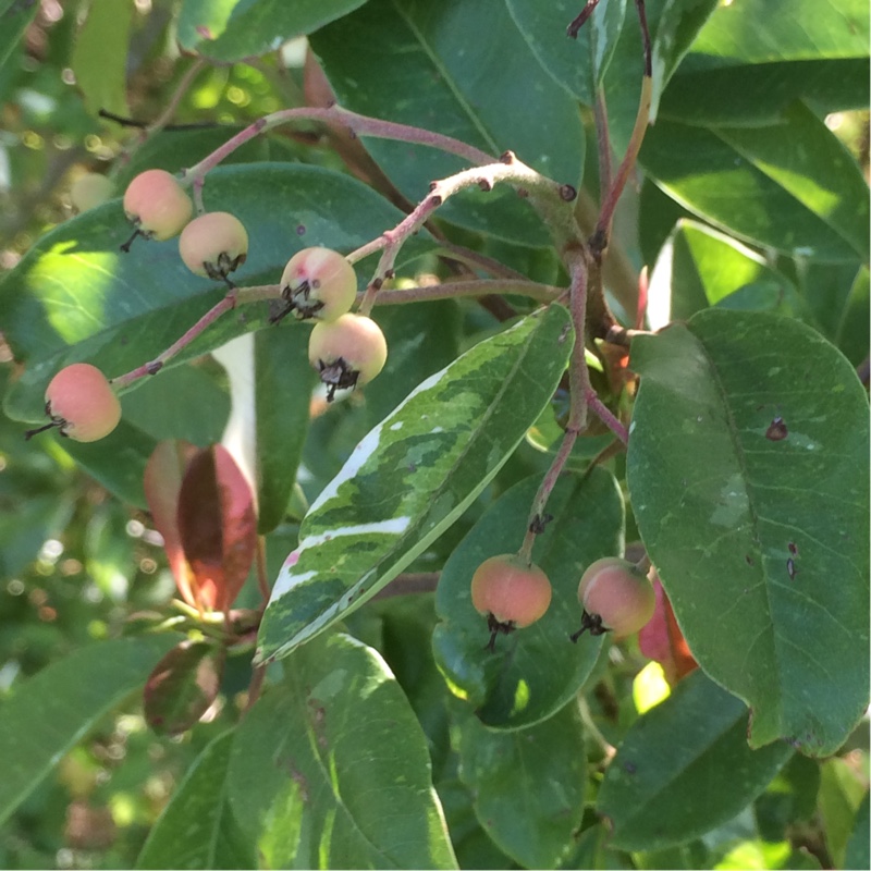 Photinia davidiana Palette in the GardenTags plant encyclopedia Chinese Photinia Palette in the GardenTags plant encyclopedia