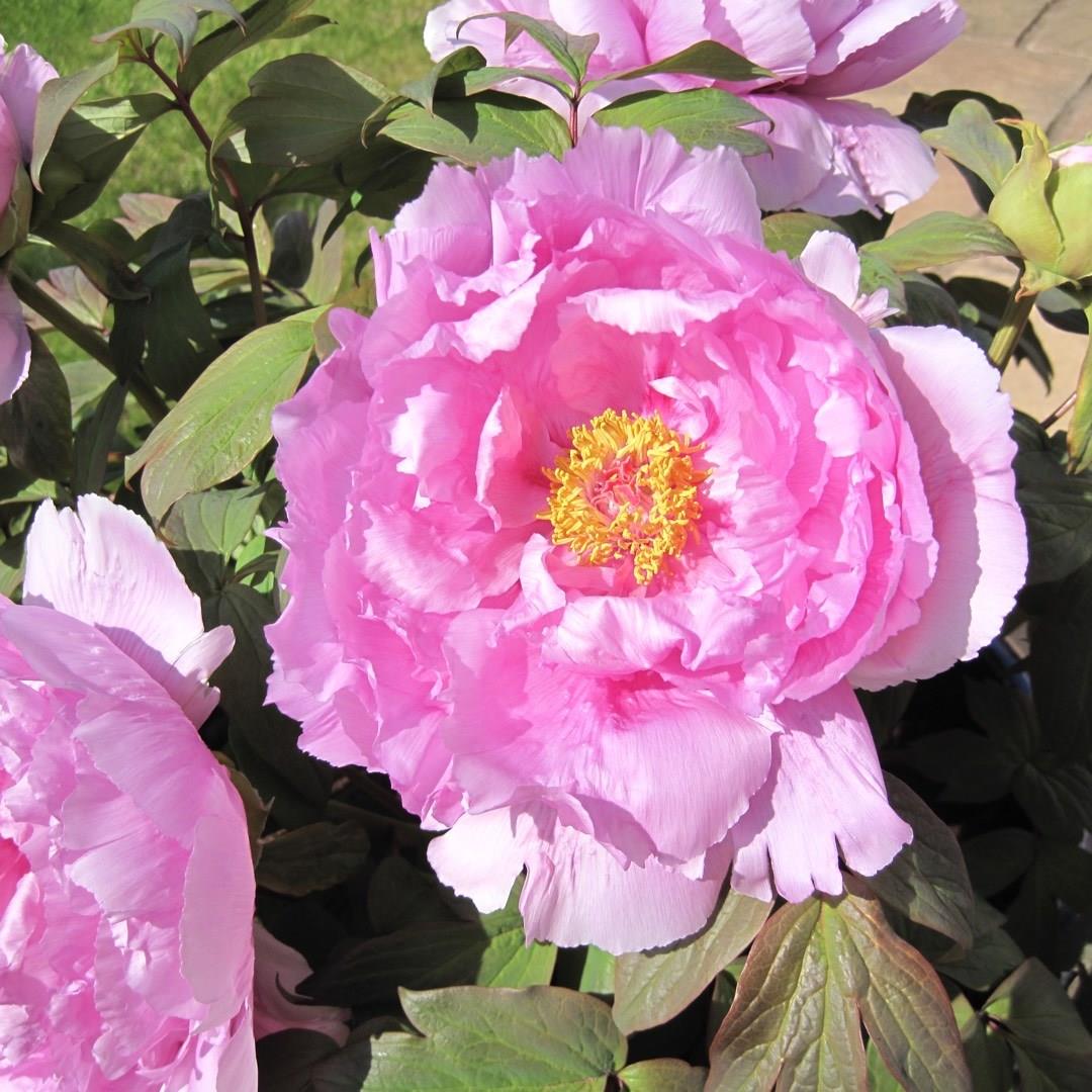 Tree Peony Kamada-fuji in the GardenTags plant encyclopedia
