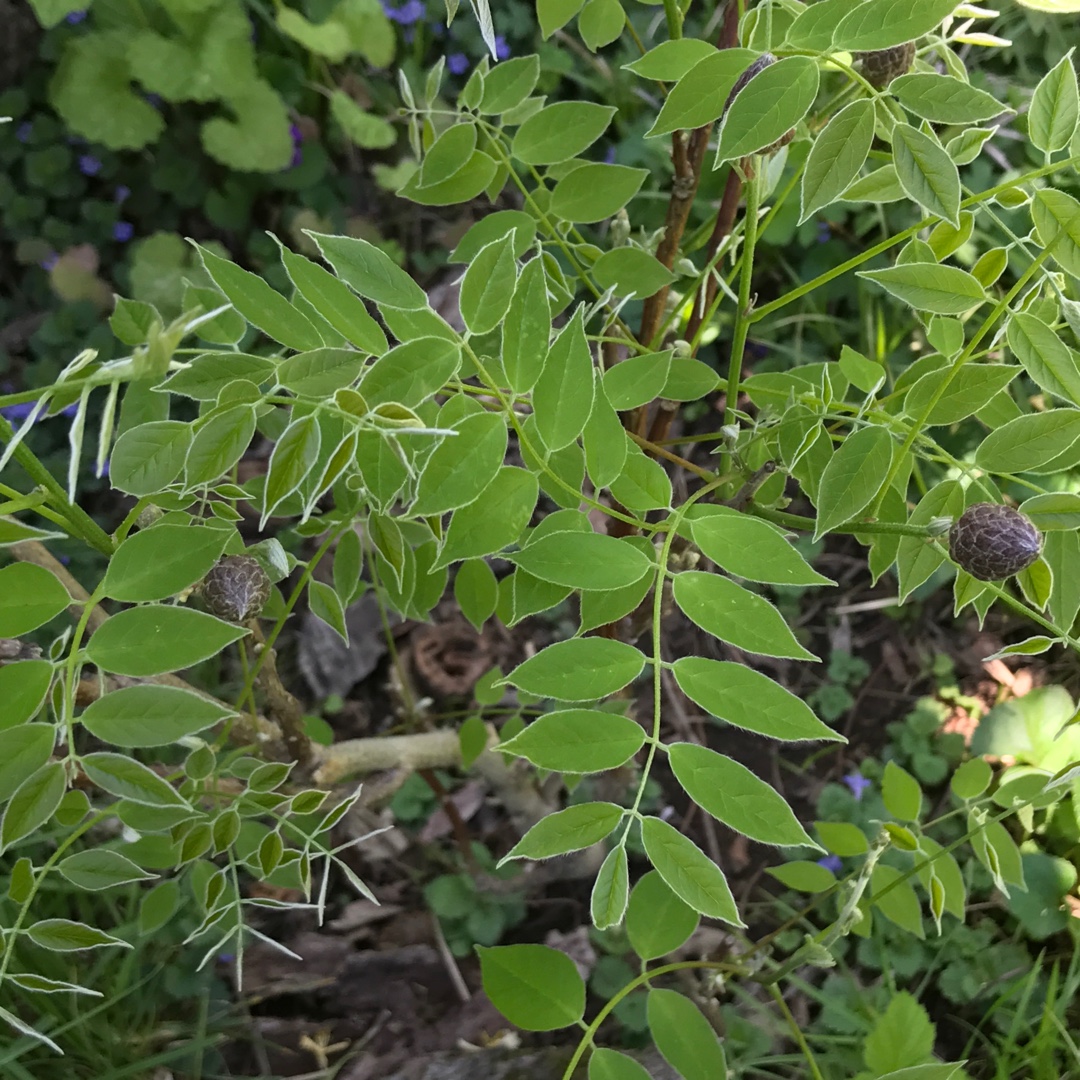 Wisteria frutescens Amethyst Falls in the GardenTags plant encyclopedia Wisteria Amethyst Falls in the GardenTags plant encyclopedia
