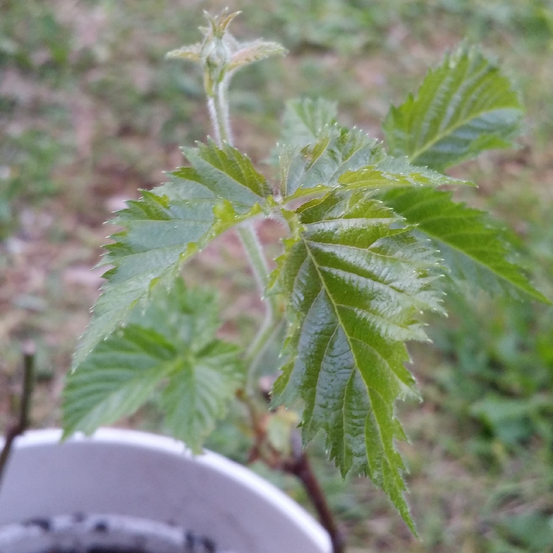 Rubus Fruticosus Prime Ark Traveler in the GardenTags plant encyclopedia Blackberry Prime Ark Traveler in the GardenTags plant encyclopedia
