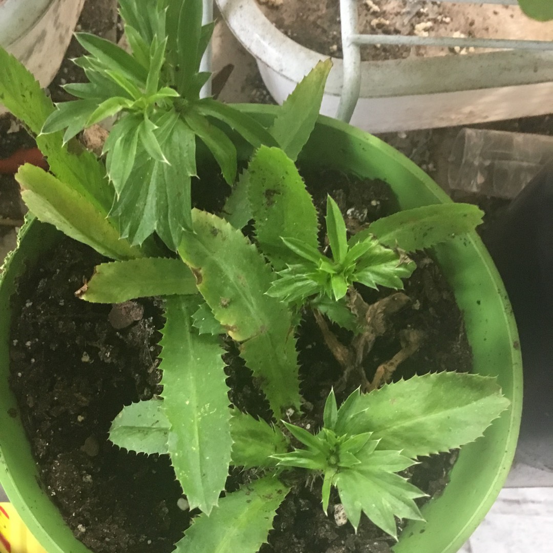 Eryngium foetidum in the GardenTags plant encyclopedia Culantro in the GardenTags plant encyclopedia