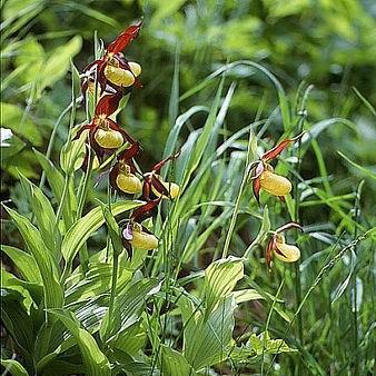 Cypripedium calceolus in the GardenTags plant encyclopedia Yellow Ladys Slipper in the GardenTags plant encyclopedia