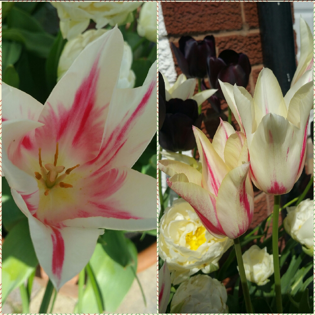 Tulipa Marilyn in the GardenTags plant encyclopedia Tulip Marilyn (Lily-flowered) in the GardenTags plant encyclopedia