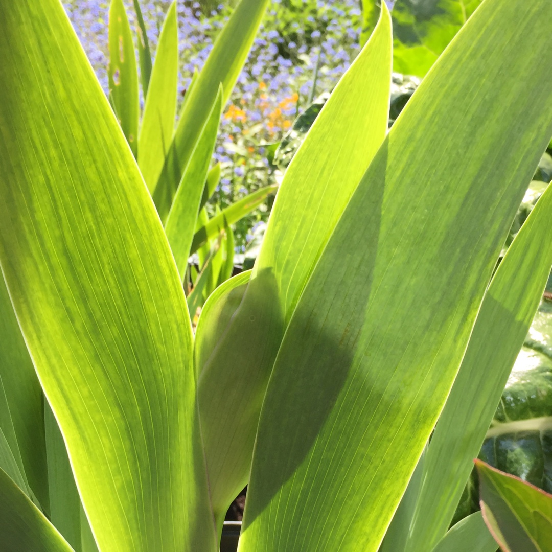 Iris x germanica Blue Rhythm in the GardenTags plant encyclopedia Bearded Iris Blue Rhythm (Tall) in the GardenTags plant encyclopedia