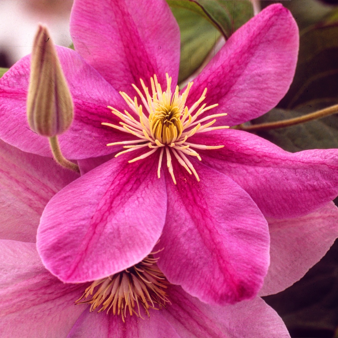 Clematis Alaina in the GardenTags plant encyclopedia Clematis Alaina in the GardenTags plant encyclopedia