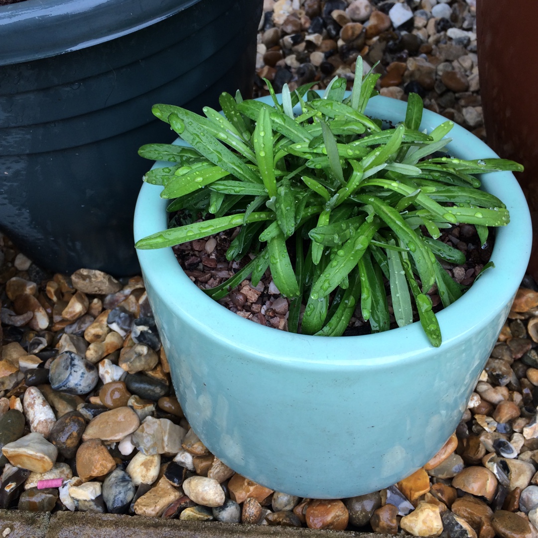 Leontopodium alpinum Matterhorn in the GardenTags plant encyclopedia Edelweiss Matterhorn in the GardenTags plant encyclopedia