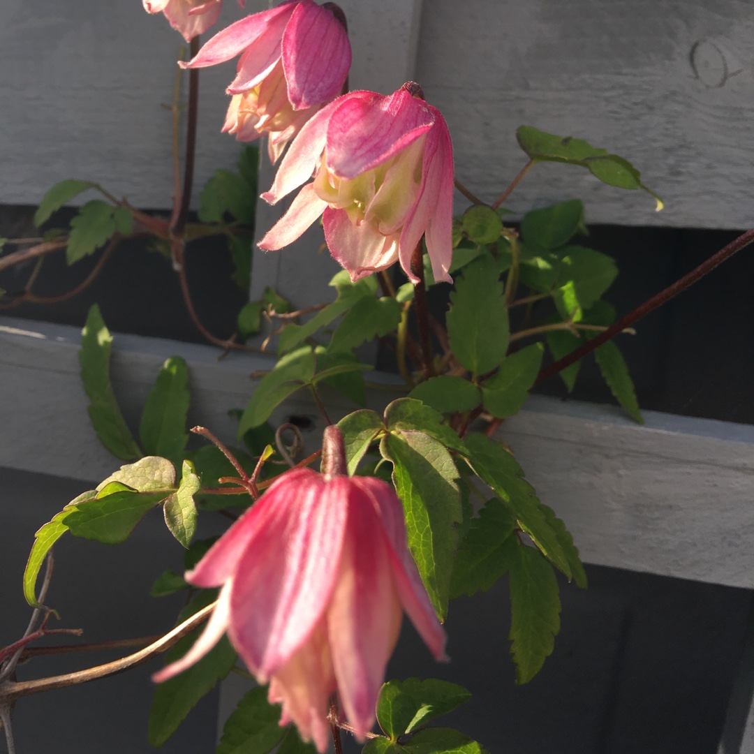 Clematis atragene Pink Flamingo in the GardenTags plant encyclopedia Clematis Pink Flamingo in the GardenTags plant encyclopedia