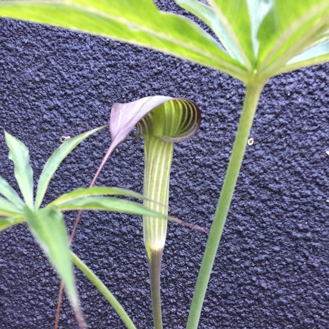 Arisaema consanguineum in the GardenTags plant encyclopedia Cobra Lily in the GardenTags plant encyclopedia