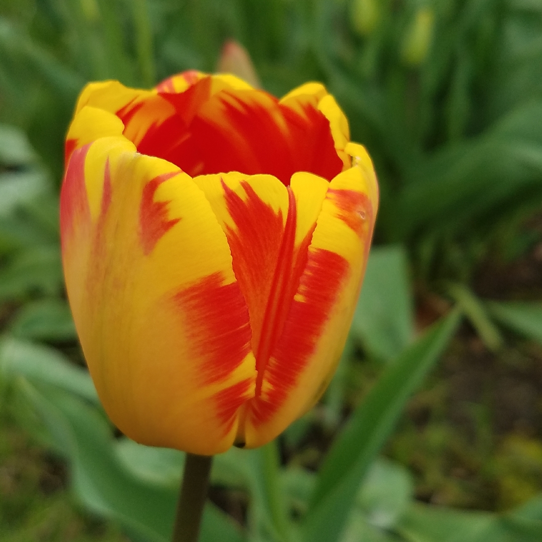 Tulip Oxfords Elite (Darwin Hybrid) in the GardenTags plant encyclopedia