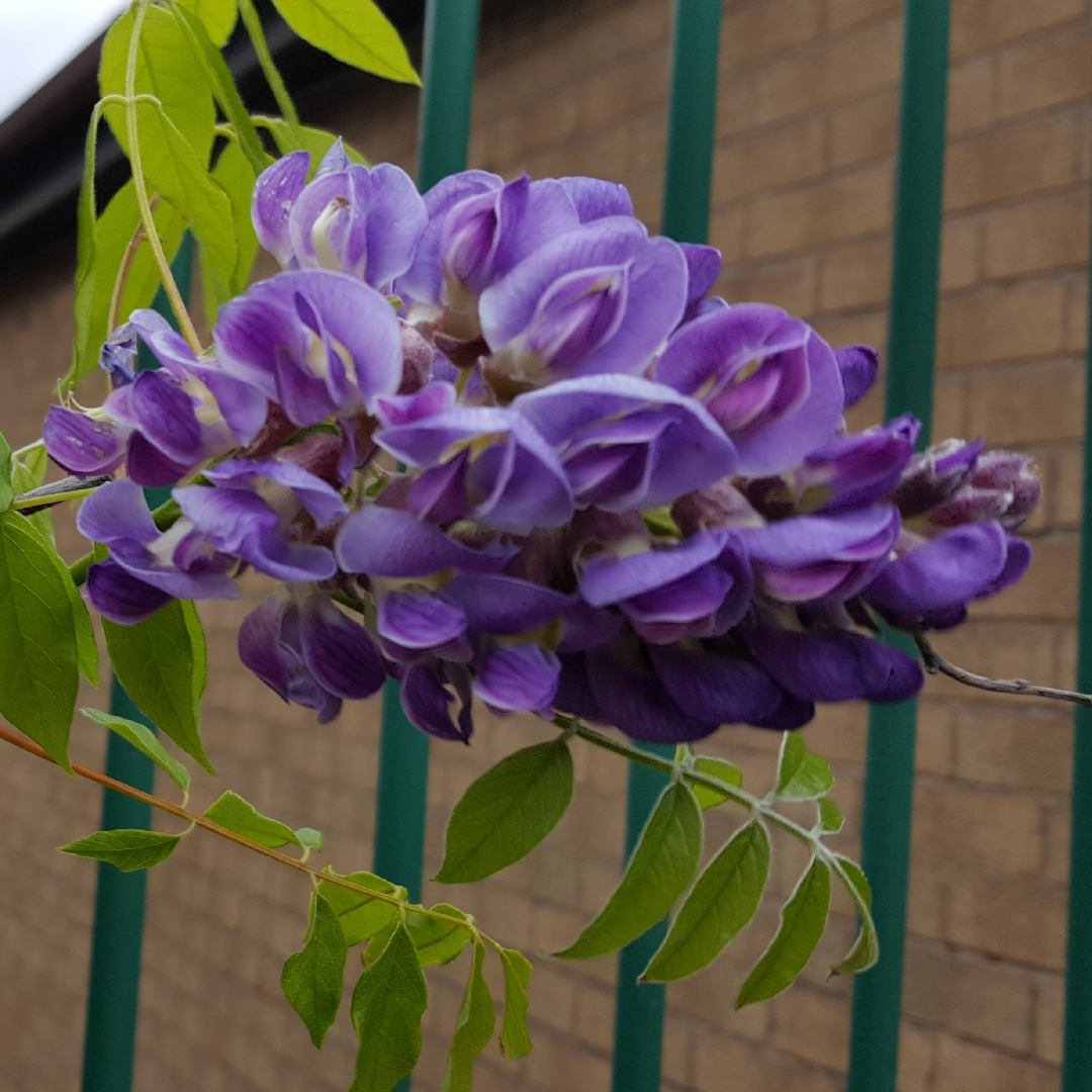 Silky Wisteria in the GardenTags plant encyclopedia
