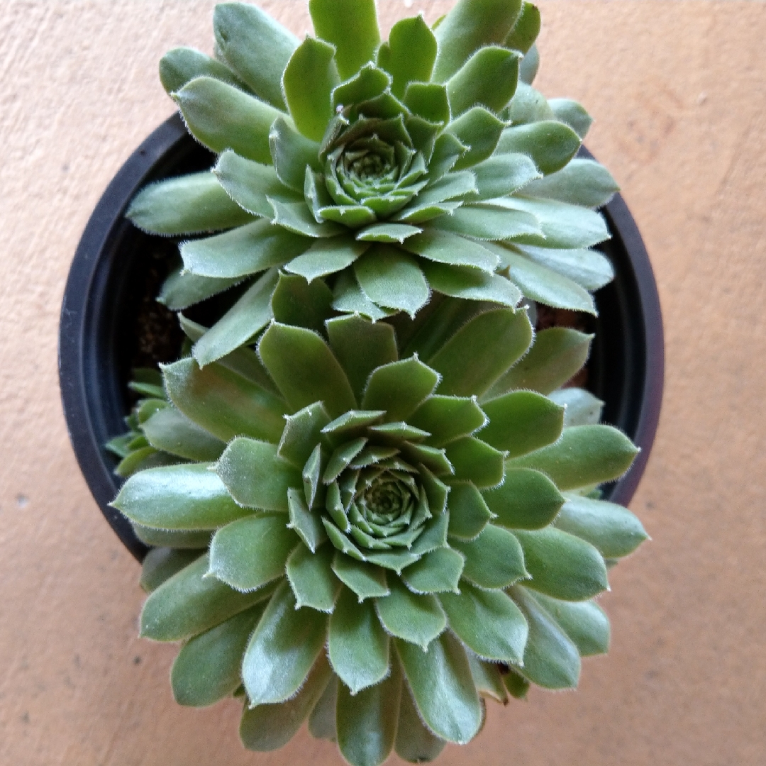 Sempervivum Pilioseum in the GardenTags plant encyclopedia Sempervivum Pilioseum in the GardenTags plant encyclopedia
