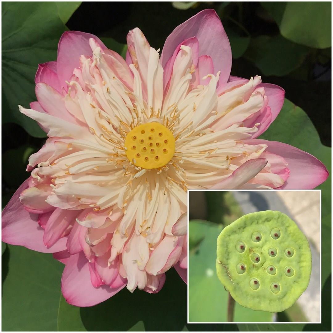 Nelumbo nucifera in the GardenTags plant encyclopedia Lotus Flower in the GardenTags plant encyclopedia