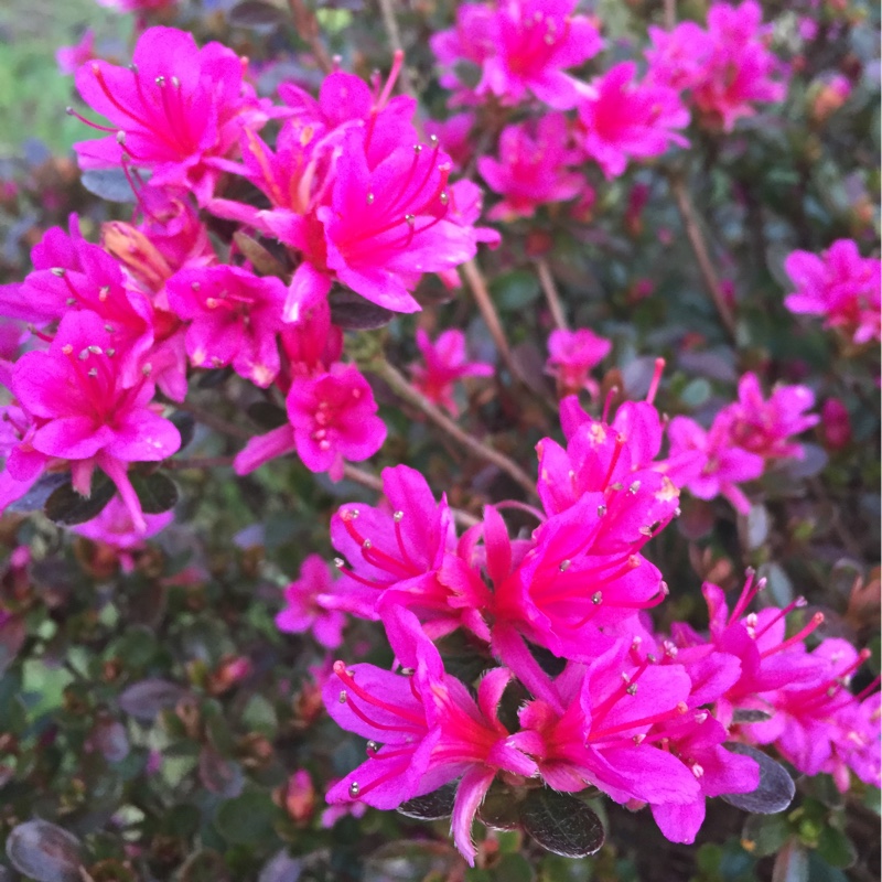 Rhododendron japonica Amoena in the GardenTags plant encyclopedia Azalea Amoena in the GardenTags plant encyclopedia