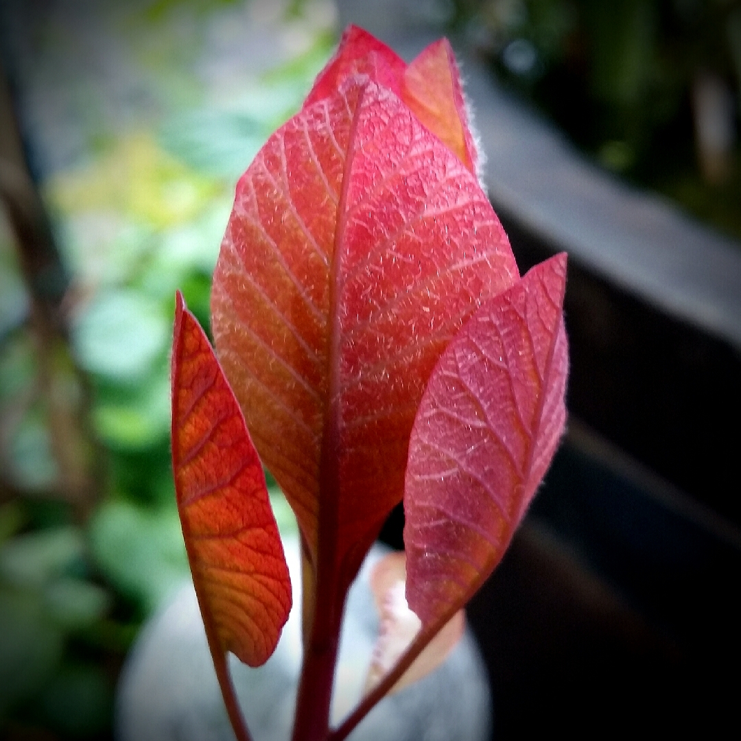 Cotinus Candy Floss in the GardenTags plant encyclopedia Smoke Bush Candy Floss in the GardenTags plant encyclopedia