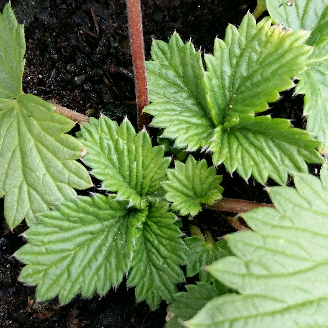 Potentilla Atrosanguinea Fireball Mixed in the GardenTags plant encyclopedia Cinquefoil Fireball Mixed in the GardenTags plant encyclopedia