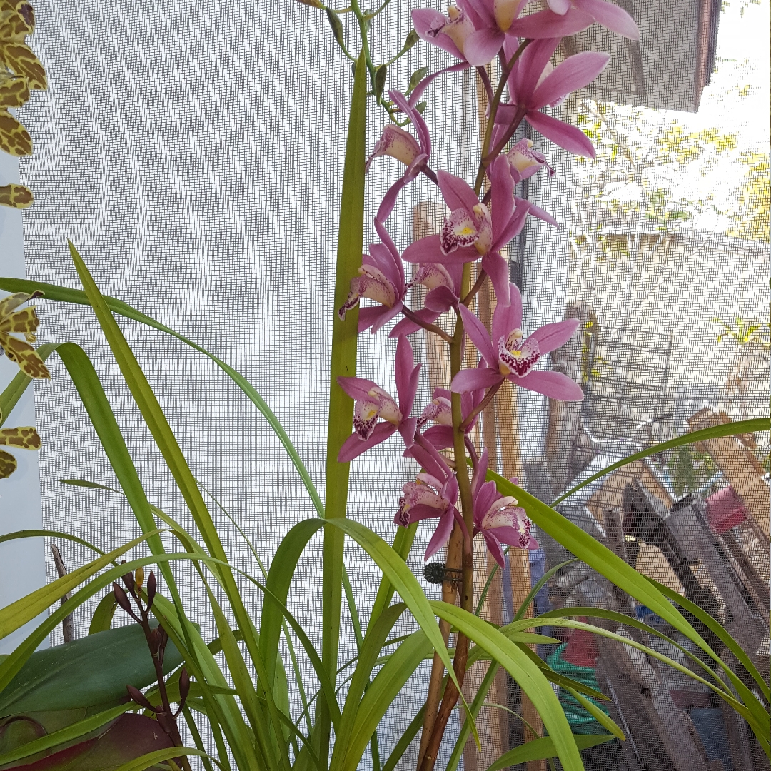 Cymbidium Peter Fire Torch Burgundy Red in the GardenTags plant encyclopedia Boat Orchid Torch in the GardenTags plant encyclopedia